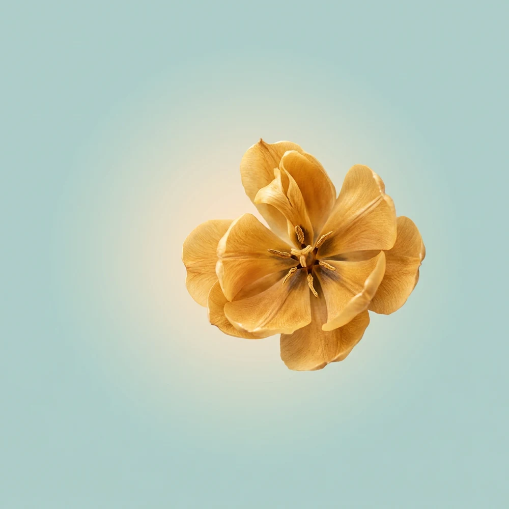 Cover of Same Light, Same Love: a single golden flower against pale sea green.